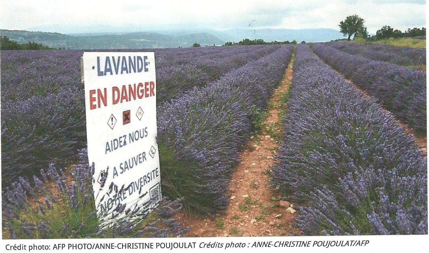 Lavender: black clouds over fields of blue